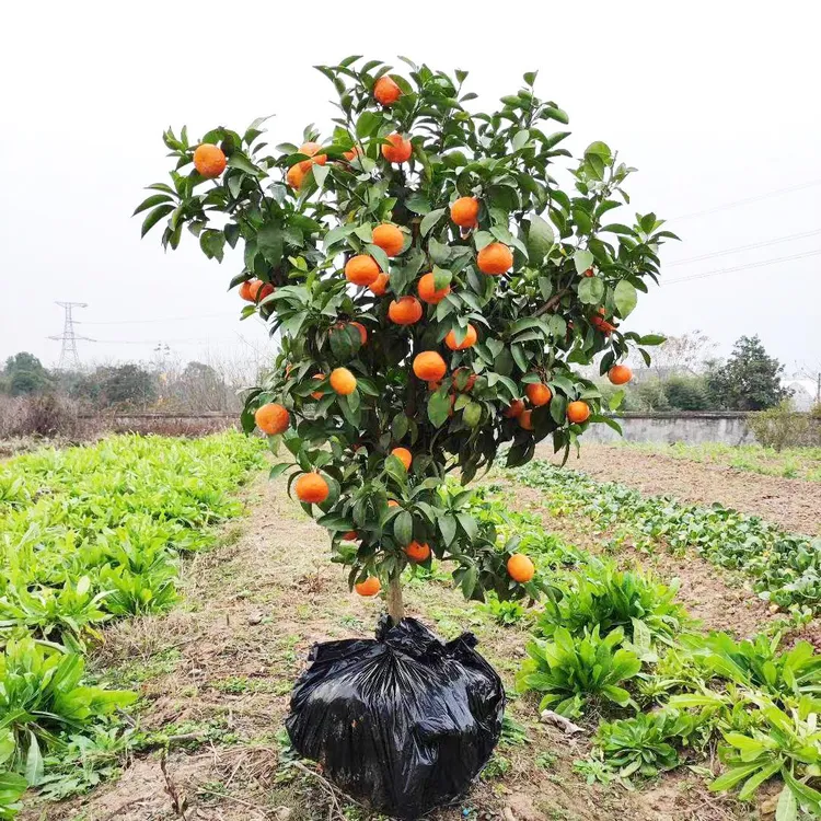 沙糖桔树苗地栽盆栽南方北方种植橘子树苗柑桔果树果苗嫁接砂糖橘