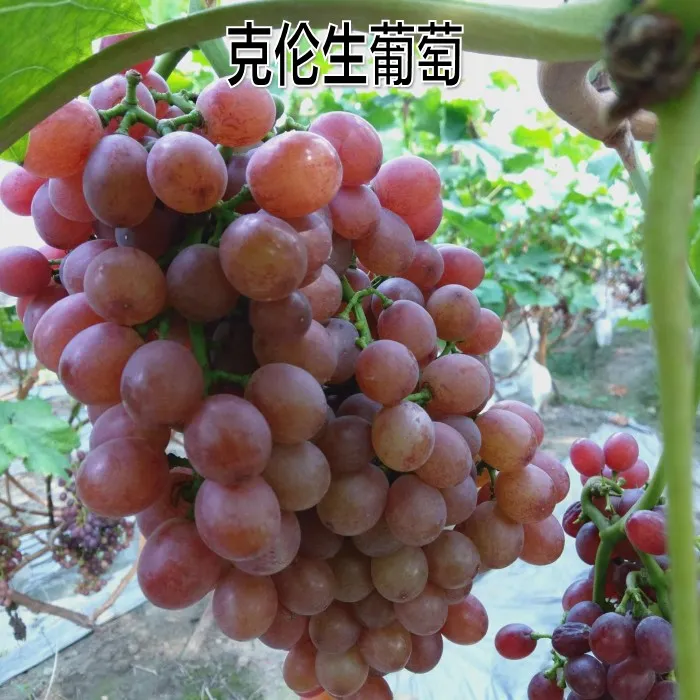 新品种葡萄树苗爬藤果树葡萄苗南方北方种植无核克伦生苗当年结果