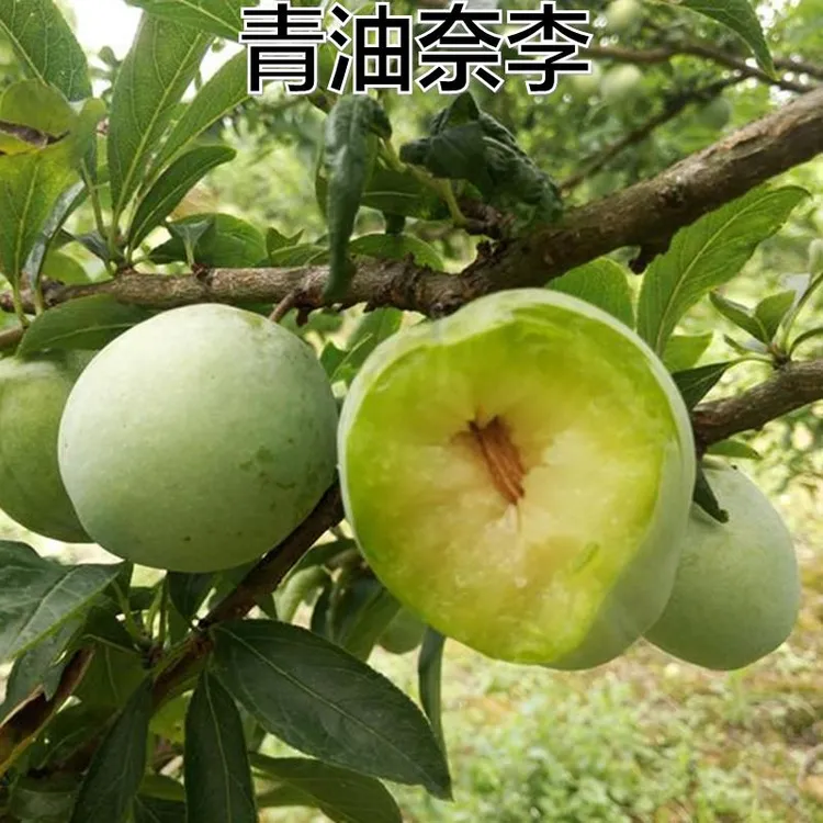 新品种果树苗李子苗嫁接苗青油奈李子树苗南方北方种植当年结果