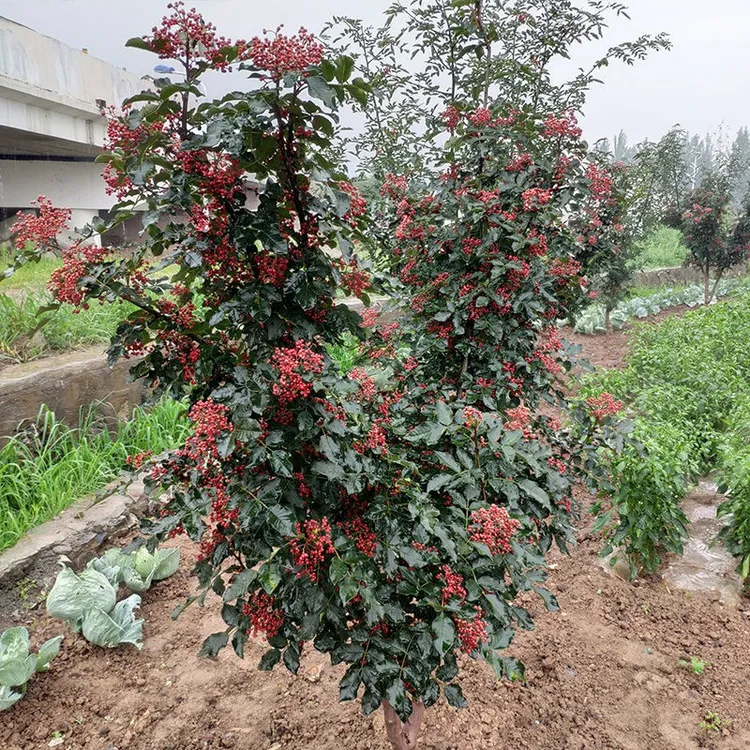 花椒苗树大红袍藤椒盆栽地栽食用阳台四川当年结果无刺青花椒小苗