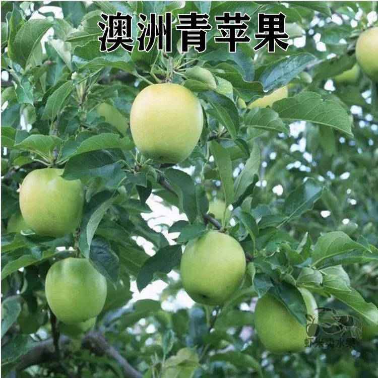 新品种澳洲青特大苹果树苗晚熟青苹果嫁接苗南北方种植当年结果