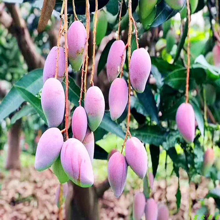 新品芒果树苗 嫁接芒果苗红贵妃芒果苗庭院盆栽 果树苗当年结果
