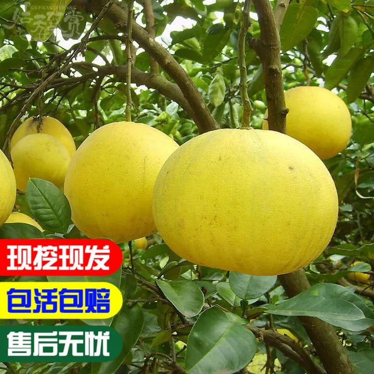 浙江楚门文旦柚子树苗 嫁接玉环文旦柚子苗 南北方盆栽地栽果树苗