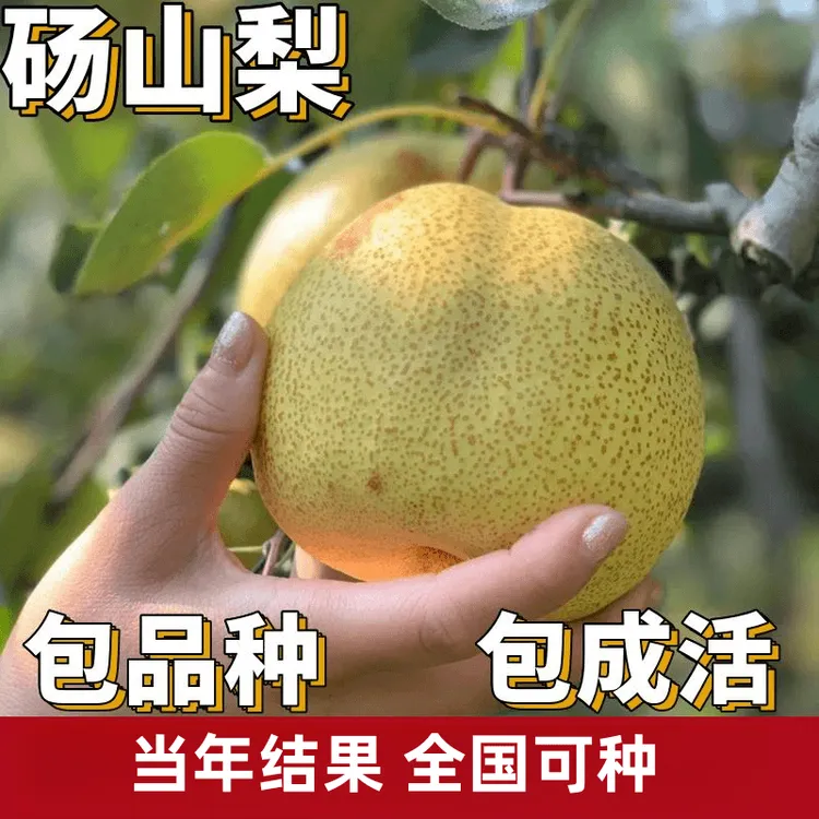 砀山梨树果苗南北方庭院地栽特大果树阳台盆栽嫁接活苗当年结果