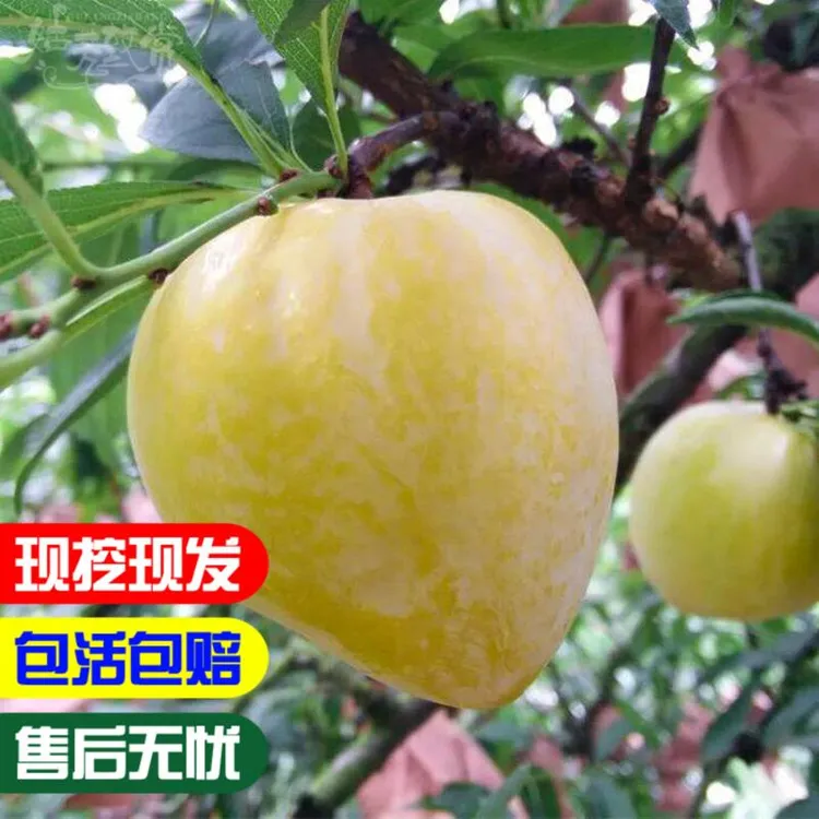 嫁接李子树苗黄金奈李树苗油奈李苗青奈李苗奈李子苗奈李子树苗