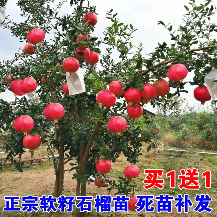 石榴树树苗突尼斯软籽石榴树庭院果树大红袍无籽石榴树大树盆栽苗