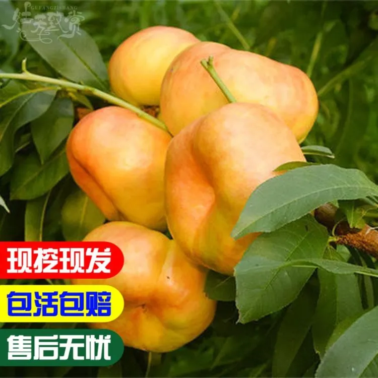 嫁接桃树苗黄油蟠桃树苗盆栽地栽蟠桃树苗南北方庭院种植果树苗