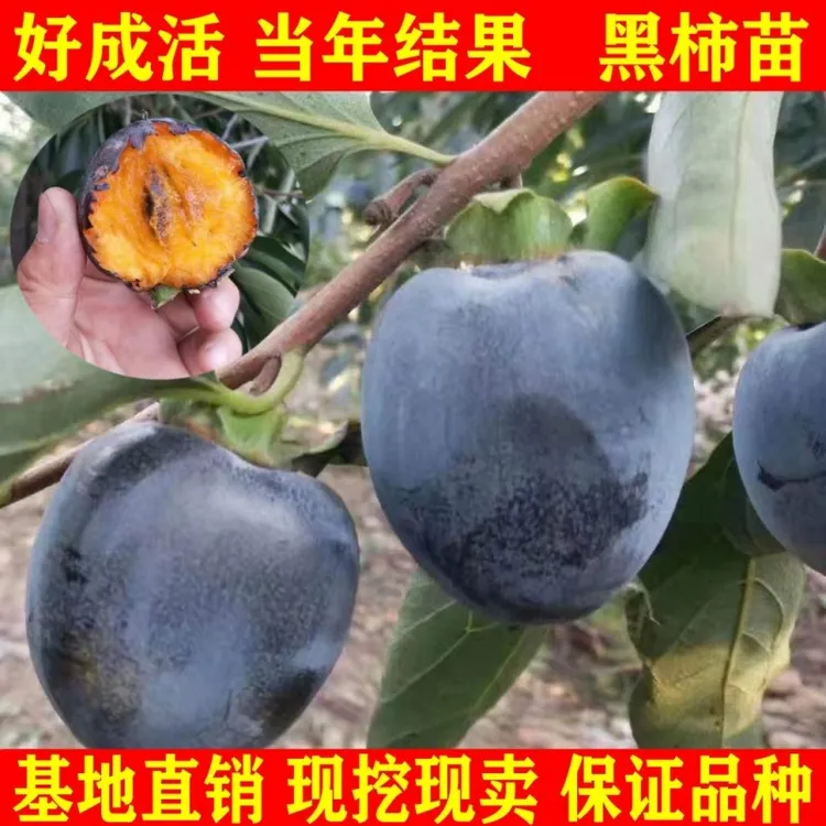 新品种南北方种植巧克力黑柿嫁接苗黄心柿柿子树苗盆地栽日本甜柿
