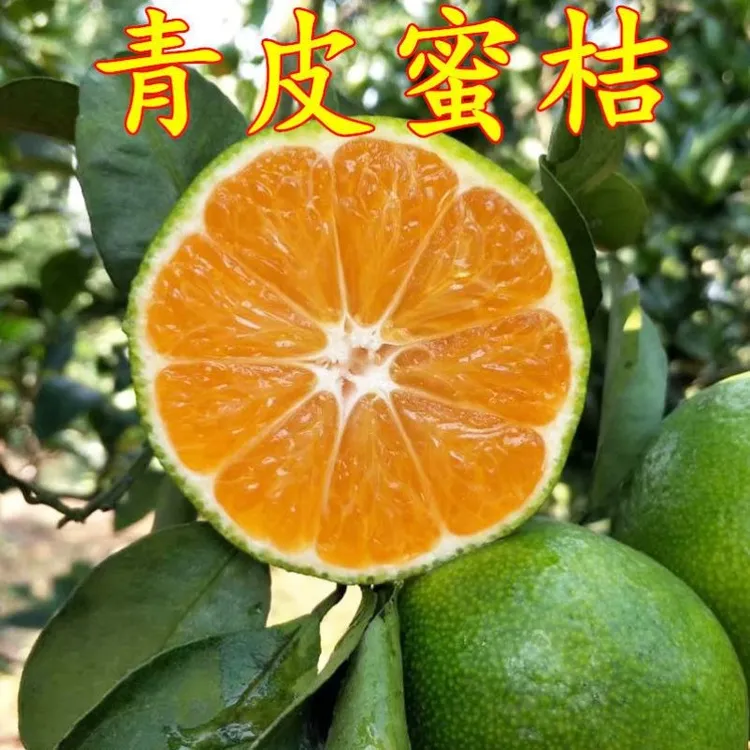 青皮蜜桔树苗特早熟蜜桔苗宜昌蜜桔大分一号桔子树苗盆栽当年结果