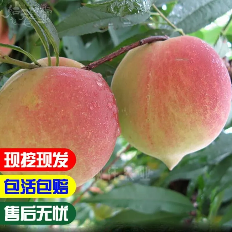 嫁接桃树苗鹰嘴桃树苗盆栽地栽桃树苗南北方种植果树苗当年结果
