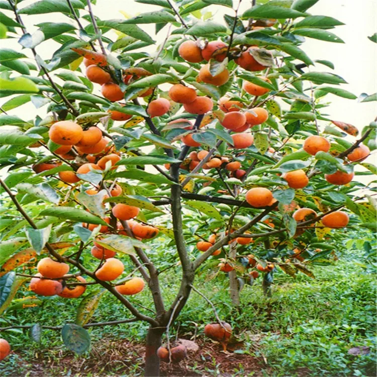 阳丰甜柿子苗柿子树苗果树苗南北方种植盆栽地栽当年结果嫁接苗