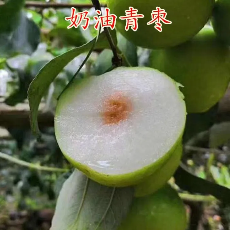 枣树苗嫁接奶油青枣苗大青枣树苗嫁接果树苗南方北方种植当年结果