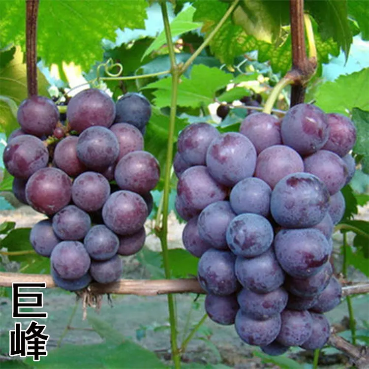 巨峰葡萄树活苗特大果苗南北方庭院种植地栽盆栽果树苗当年结果