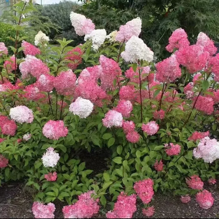 圆锥木绣球粉色香草草莓石灰灯绣球耐寒耐晒包成活原盆原土发货