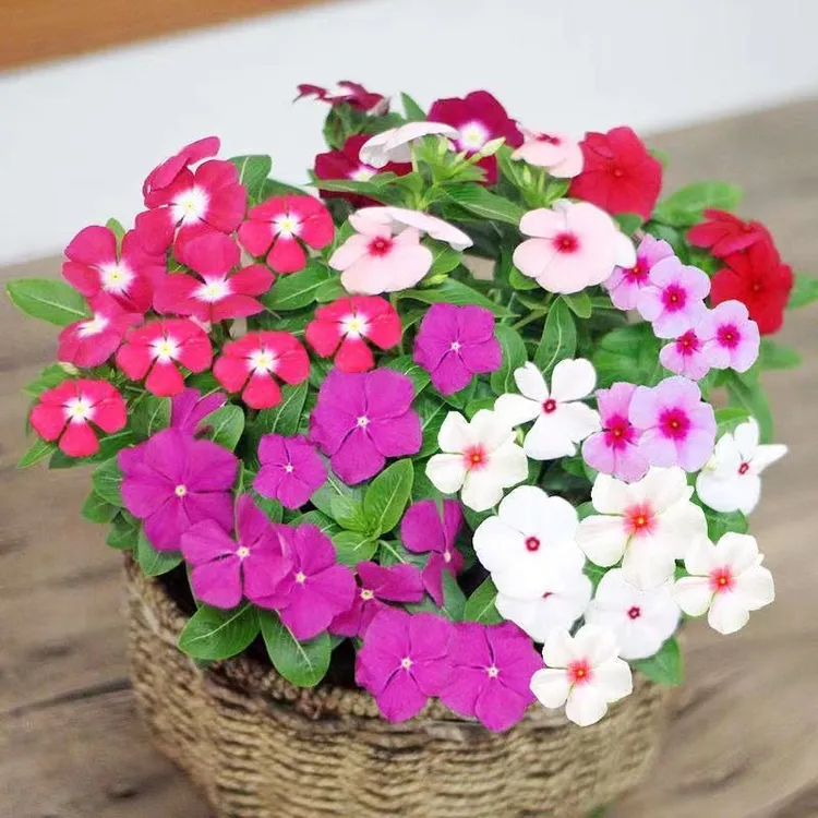 天天开  四季开花盆栽 原盆原土带花苞发货 包邮