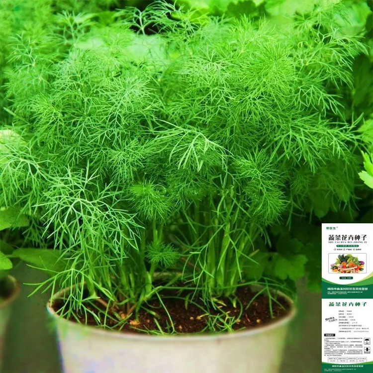 【当季新品】小茴香种子籽孑蔬菜苗新鲜香菜盆栽食用生长丰富收获