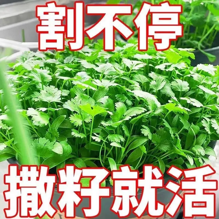 【高出芽】四季小香菜浓香型大叶香菜新鲜好吃好活速生蔬芥兰蔬菜