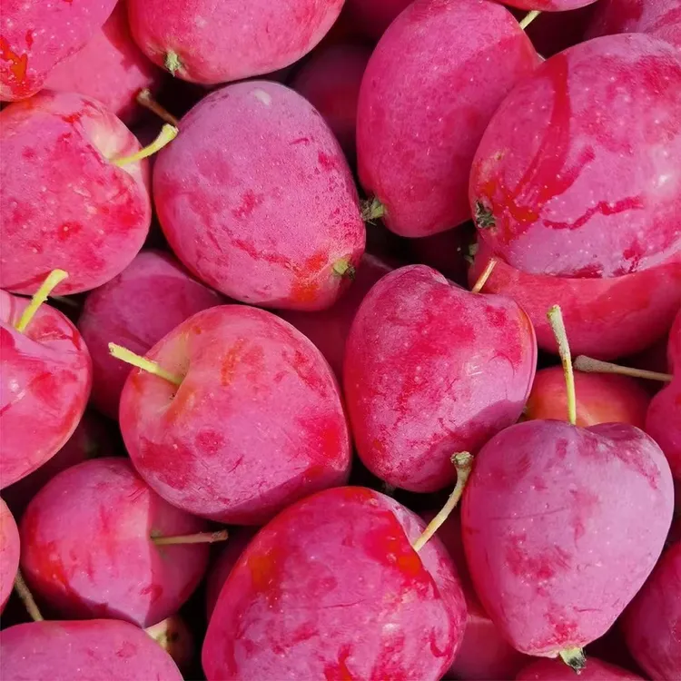 【顺丰包邮】东北特产鸡心果新鲜小苹果锦绣海棠果应季水果酸甜可口