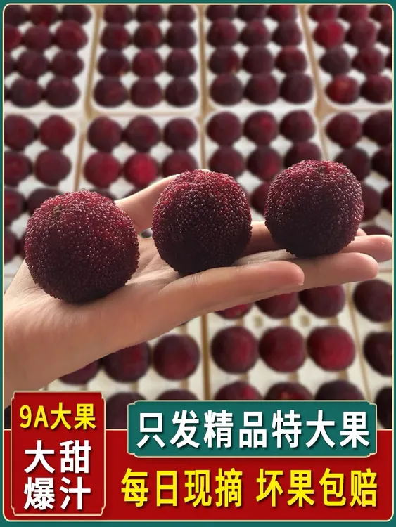 正宗仙居东魁杨梅特大高山杨梅新鲜水果整箱当季礼盒超甜颗粒包装