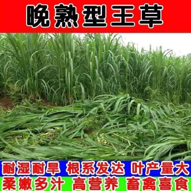 晚熟王2号产牧草种子喂牛羊牧草丛生四季收割耐旱高产多次多茬收