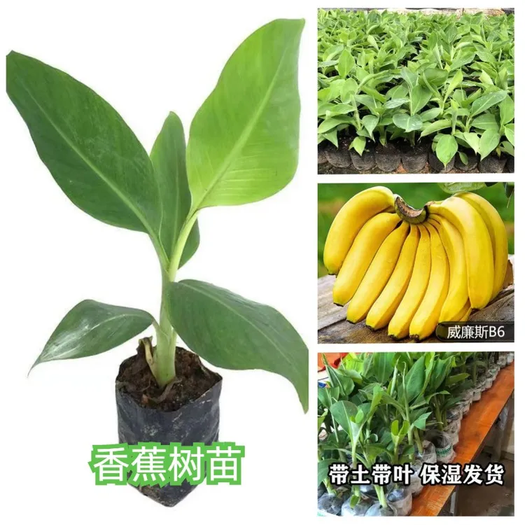 香蕉苗粉蕉苗矮化蕉苗中焦苗果树苗香蕉红香蕉苗皇帝蕉苗当年结果