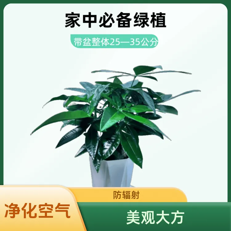 精品小象腿发财树室内白色钻石盆办公茶几绿植客厅小盆栽净化空气