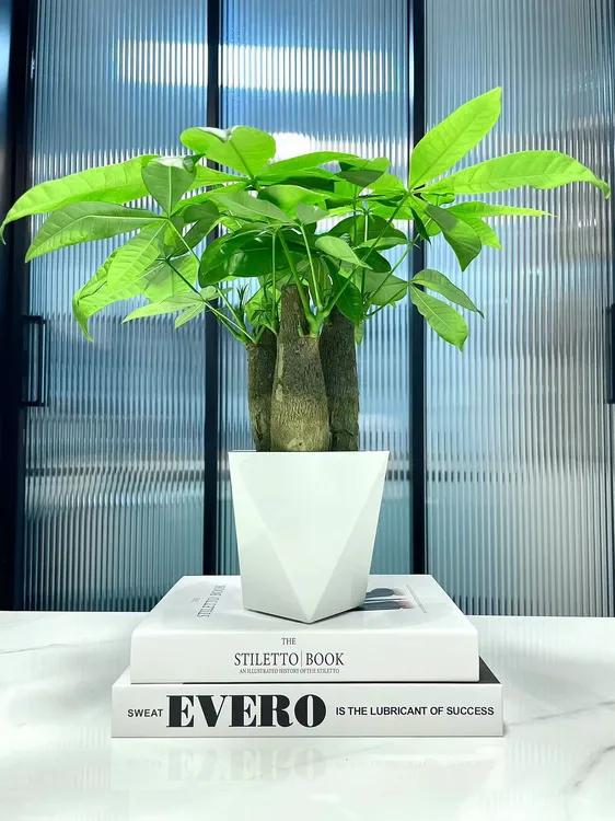 菱形盆热卖款小三杆发财树适合办公室室内客厅茶几摆放植物小盆栽