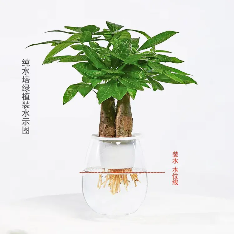 大号【无土纯水培】三杆发财树适合客厅盆办公摆放实物送礼美化环境
