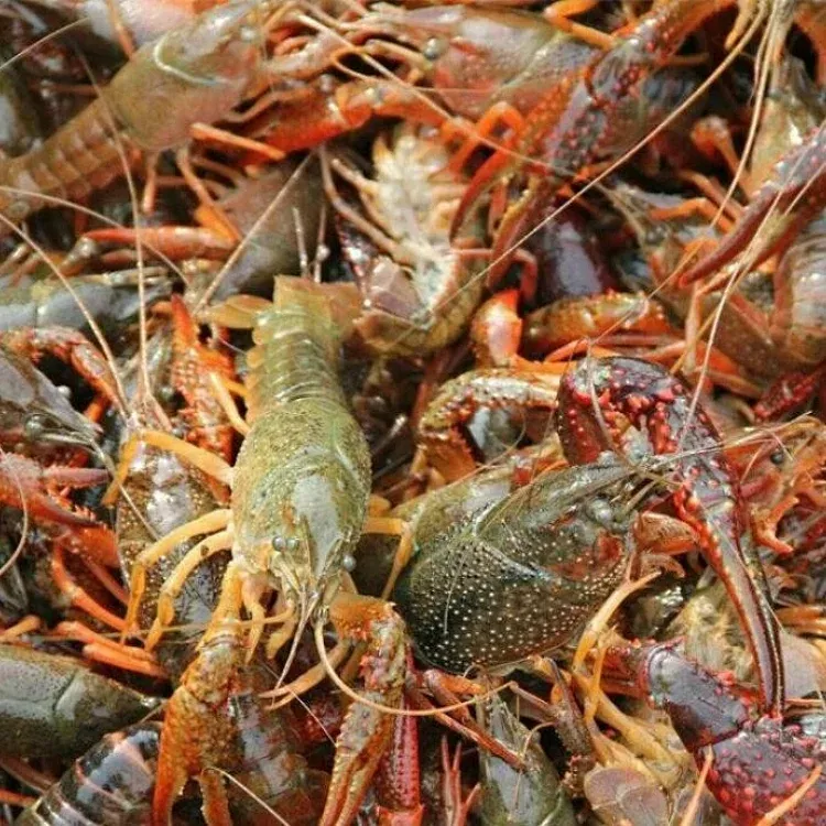 潜江应季鲜活小龙虾 3公斤新鲜统货实惠装 顺丰包邮到家