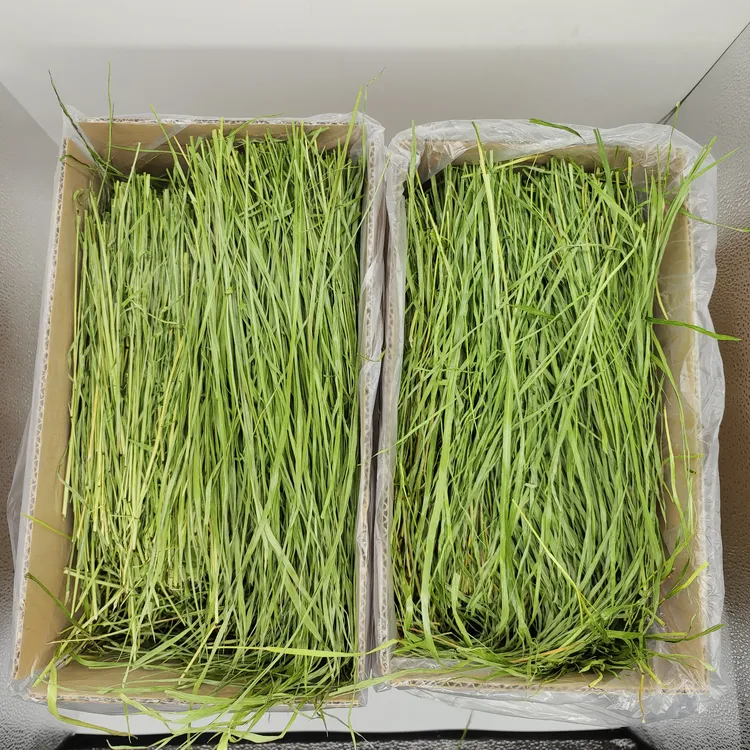 25头茬烘干提摩西草段兔草饲料龙猫荷兰猪草兔宠物一箱包邮