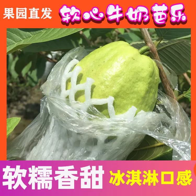 广西软糯软心奶油芭乐5斤水果软白番石榴应季新鲜白心芭乐红心