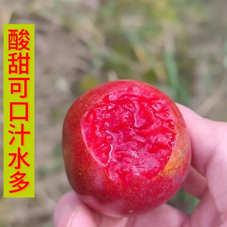《十斤装限省内拍》福建高山芙蓉李新鲜水果红心李现摘现发奈李直销