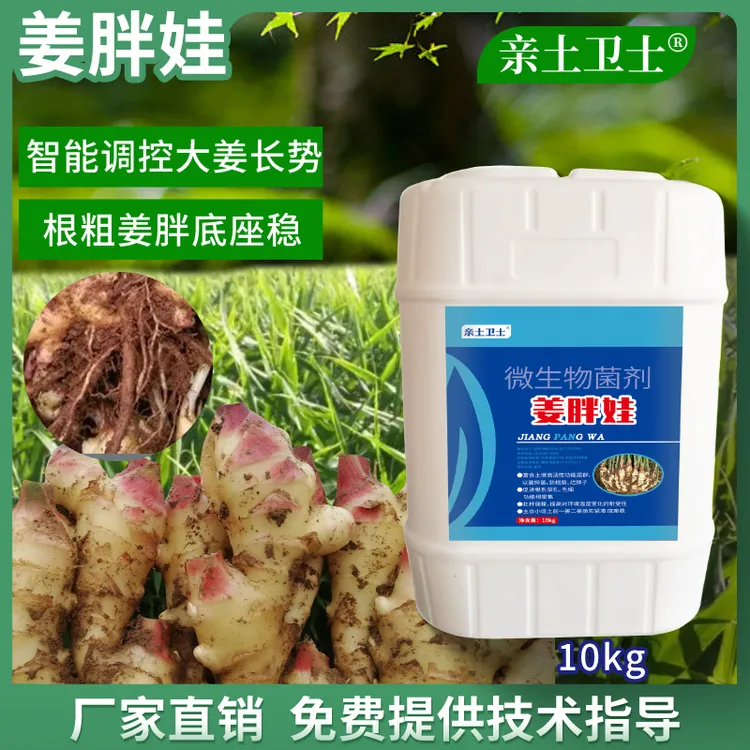 姜胖娃智能调控大姜长势根粗姜胖防根腐烂脖子微生物菌剂抗重茬