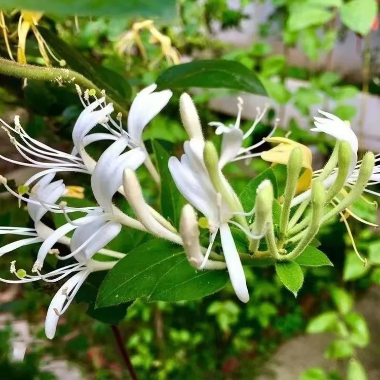 四季金银花小苗，直径08至1公分，质量优，庭院，美观绿色农业