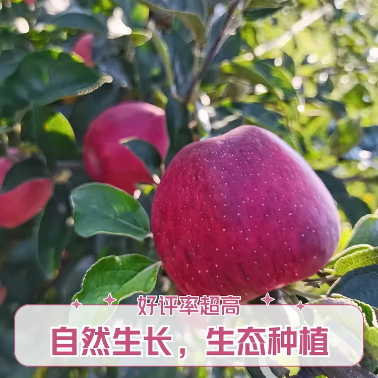 佳果屋糖心苹果苗容器苗适合盆栽阳台种植嫁接苗基地直发苹果树苗