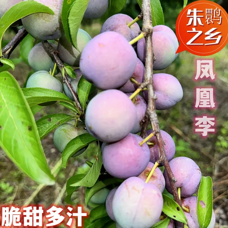 陕西朱鹮之乡柳山湖凤凰梨五月脆梨香甜爆汁2500g包邮孕妇水果