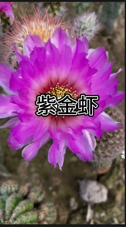 仙人球紫金虾无根侧芽