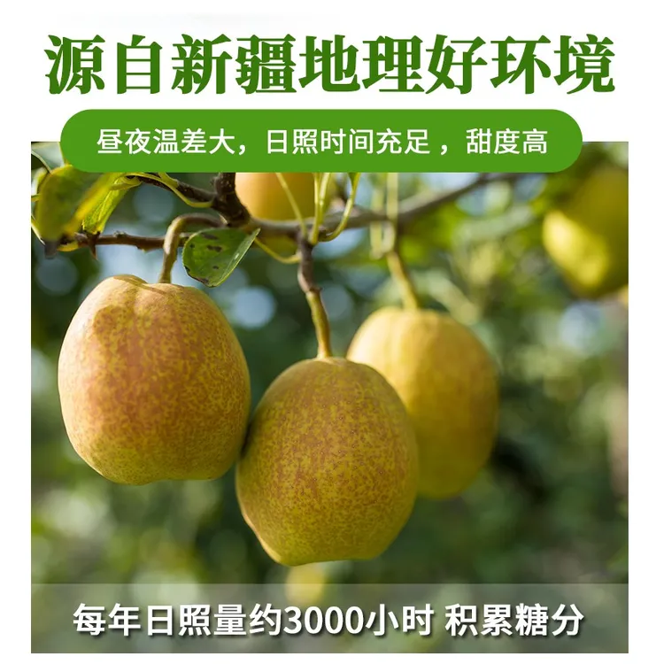 新疆库尔勒香梨新鲜孕妇水果整箱10斤一级大果包邮酥脆香甜细腻