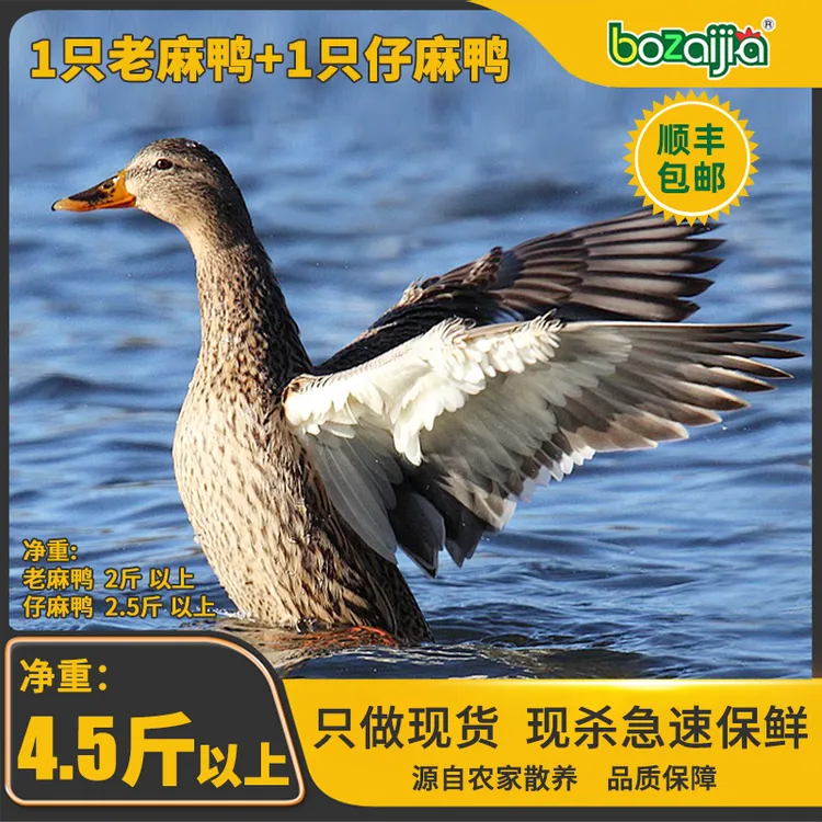 波仔家bozaijia【洪湖老麻鸭+洪湖仔麻鸭】正宗散养洪湖老麻鸭土鸭