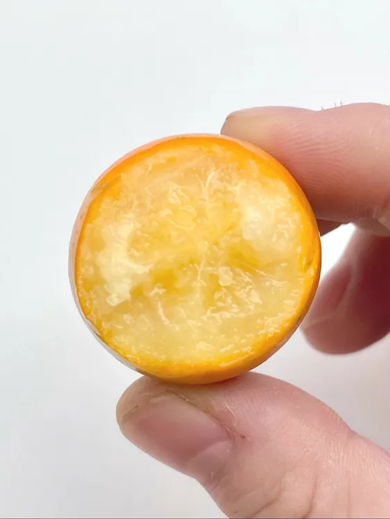 广西融安脆皮金桔