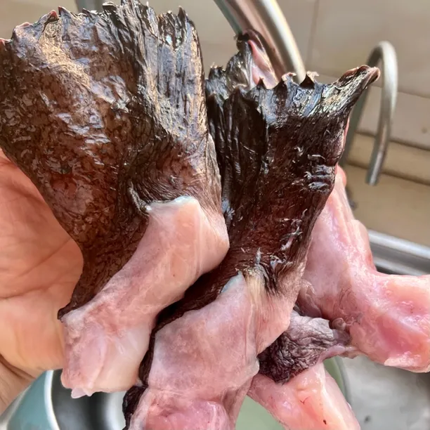 【顺丰】冰鲜安康鱼翅发4斤（每包二斤，每斤5-8个）适合红烧