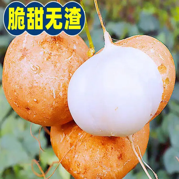 高原鲜嫩农家地萝卜爽口凉薯甜沙果露天种植萝卜采摘美味白地瓜