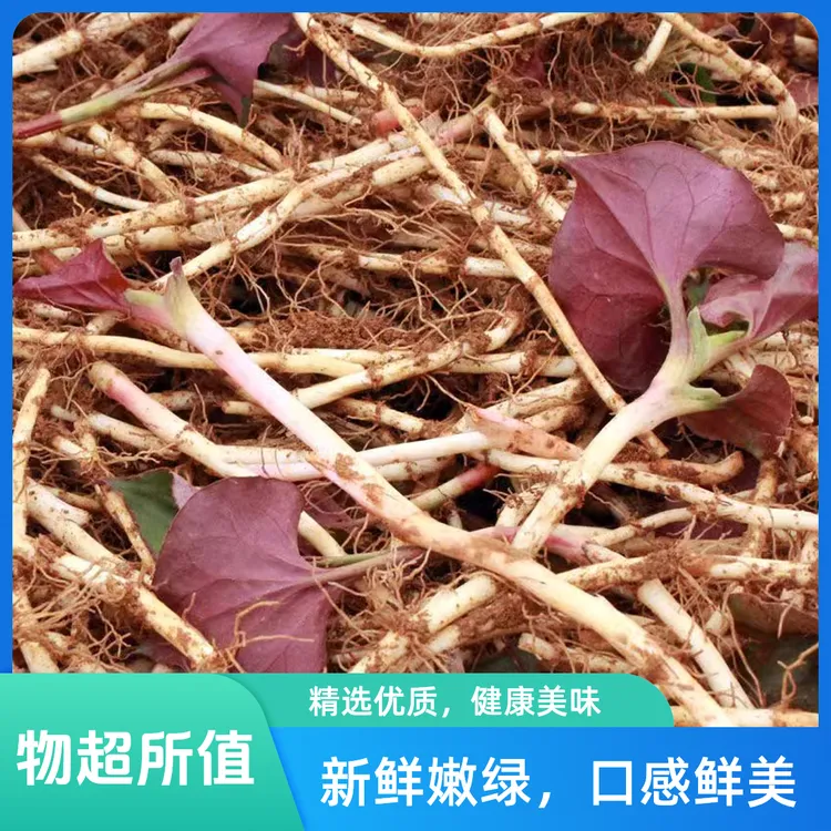 贵州折耳根新鲜现挖鱼腥草正宗特产蔬菜凉拌炒肉猪鼻草带泥发货