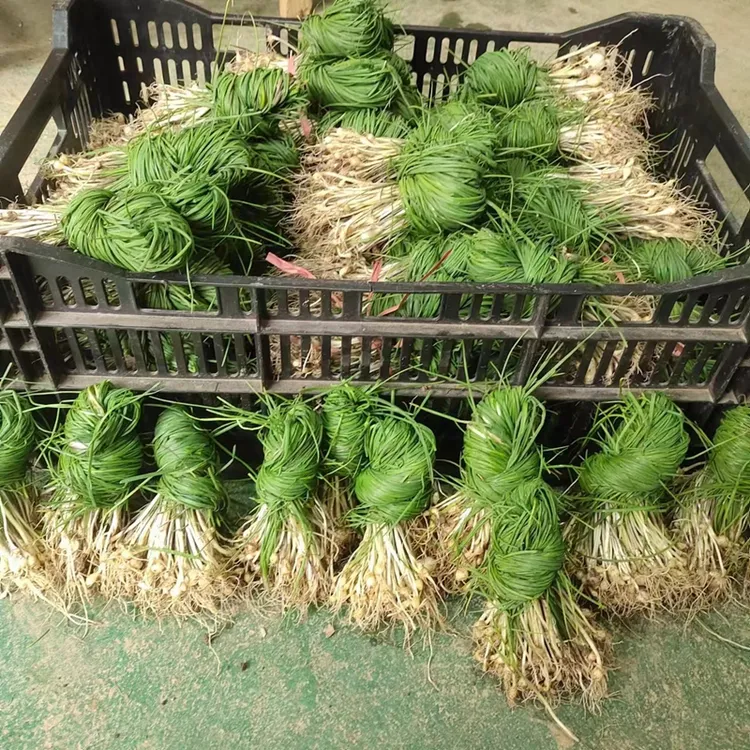 贵州野生苦蒜苗现挖野生小根葱苗高原特产山蒜现挖现发包邮