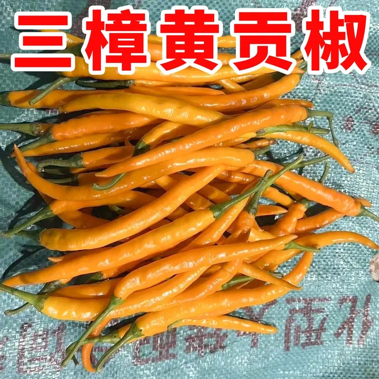 衡东三樟黄贡椒原产地直供辣子现摘现发3斤新鲜湖南特产黄辣椒
