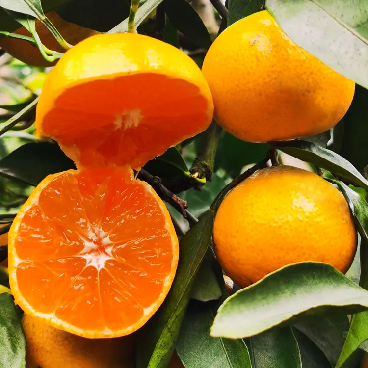 特价福利果20年高山老橘树临海涌泉蜜桔果园直发无核新鲜现摘桔子