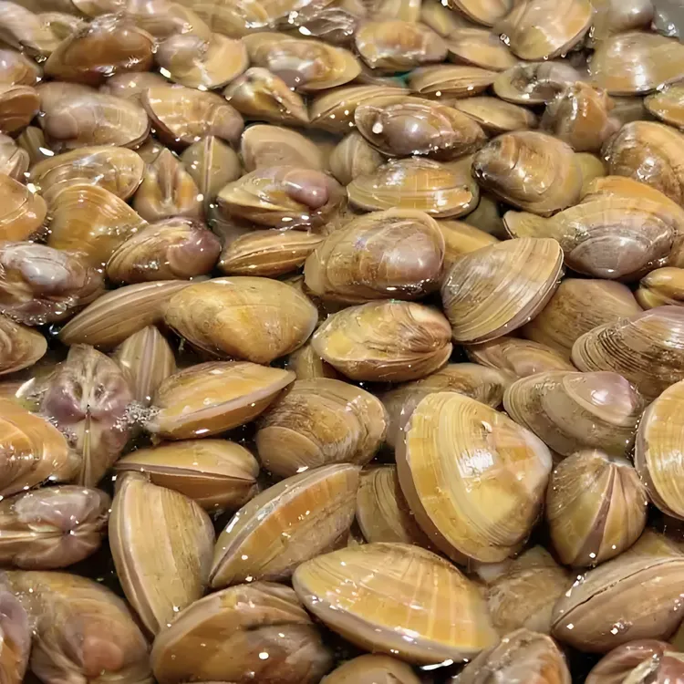 丹东东港黄蚬子 个别有沙略微掉秤‼️到货第一时间签收，避免暴晒