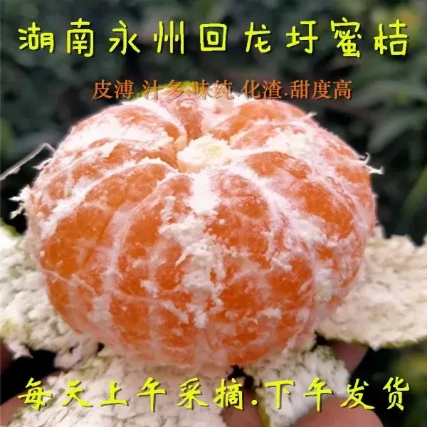 湖南永州无籽蜜桔回龙圩蜜橘宫川蜜桔桔子新鲜现摘现发包邮