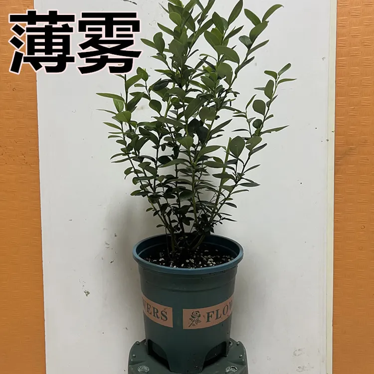 薄雾 原盆原土根系满盆基地种苗组培种苗阳台植物花园种植花香 F6