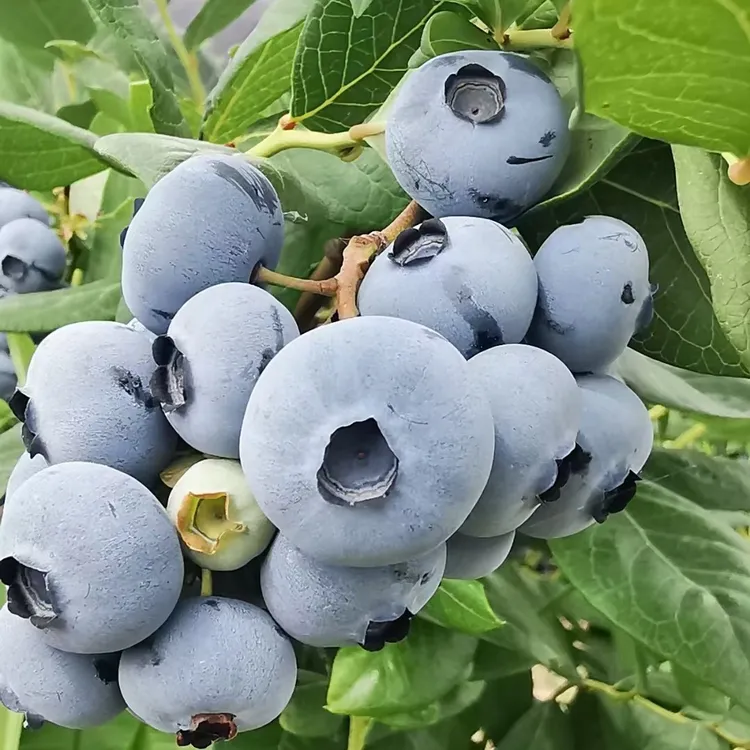 蓝莓苗 组培苗 基地 原盆原土发货 阳台盆栽庭院地栽花园植物绿植